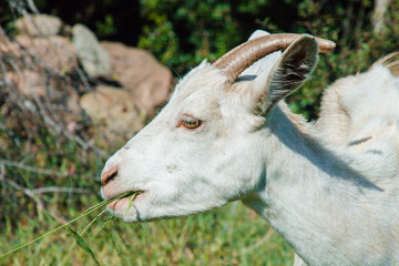 capretta