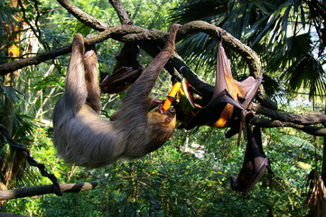 Repas de paresseux © Vincent Lekabel