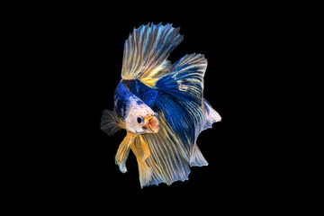 Foto op Canvas The moving moment beautiful of blue siamese betta fish or fancy betta splendens fighting fish in thailand on black background. Thailand called Pla-kad or half moon biting fish. © Soonthorn