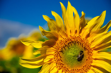 Yellow flower of a sunflower with a bee against the blue sky