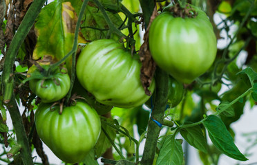 Photo with green tomatoes ripening in the greenhouse on the bushes.