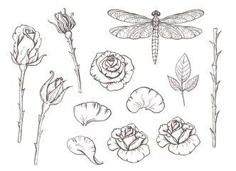 Vector hand drawn roses and dragonfly.