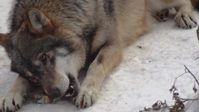Gray wolves (Canis lupus;Linne, 1821) after lunch in a forest with snow-covered soil, in winter.slow motion, HD