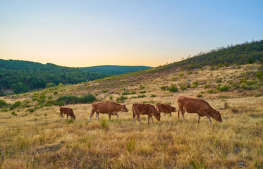 Naklejka na ściany i meble Cows grazing in the sunset of Extremadura, Spain