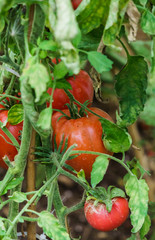 Photo with red and green tomatoes ripening in the greenhouse on the bushes.