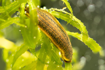Aquatic Leech on plant in water,Leeches were used in medicine from ancient