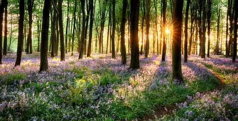 Abwaschbare Fototapete Natur Weg durch den Glockenblumenwald