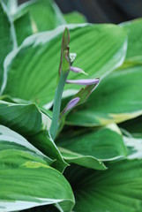 close up to plant and ready about blossm