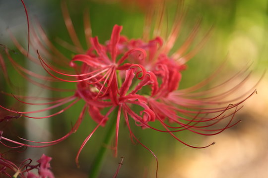 Spider Lily In The Lewis Ginter Botanical Garden