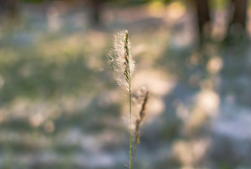 Panicle of reed grass or smallweed (Calamagrostis) covered with poplar wool on a summer sunny evening. Nature background with Calamagrostis closeup. Soft dreamy image.