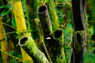 Wald aus Bambus Rohre mit Moos bewachsen in tropischem Urwald Nahaufnahme