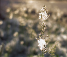 Panicle of reed grass or smallweed (Calamagrostis) covered with poplar wool on a summer sunny evening. Nature background with Calamagrostis closeup. Soft dreamy image.