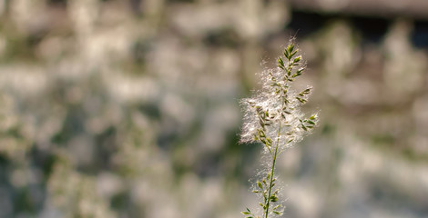 Panicle of reed grass or smallweed (Calamagrostis) covered with poplar wool on a summer sunny evening. Nature background with Calamagrostis closeup. Soft dreamy image.