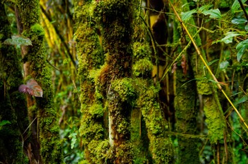 Farne und Moos bewachsene Bäume und Pflanzen in tropischem Regelwald auf Hawaii