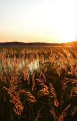 Autumn sunset in Puolanka Finland. Lake, last sunbeams and grass.