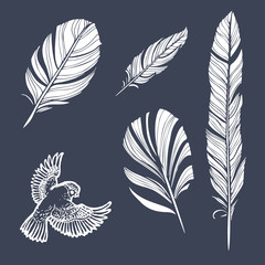 bird and feathers on a dark blue background