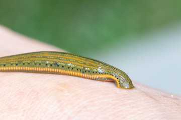 Aquatic Leech sucking blood on skin,Leeches were used in medicine from ancient