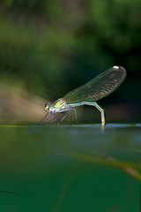 Dragonflies mating in Krka River, Croatia