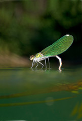 Dragonflies mating in Krka River, Croatia