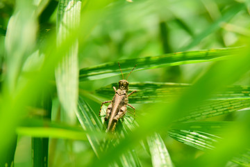 Grasshopper sitting on green leaves in nature