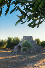 Fototapeta premium View of conical roof of traditional stone trullo house in Alberobello in the Itria Valley, Puglia. Trullis are unique to this part of southern Italy