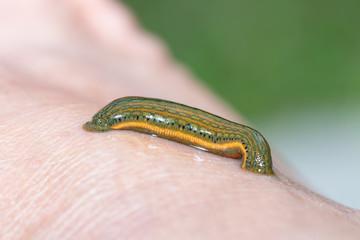 Aquatic Leech sucking blood on skin,Leeches were used in medicine from ancient