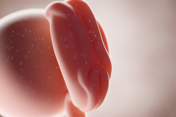 3d rendered medically accurate illustration of a human fetus - week 4