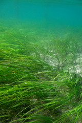 Fototapeta na wymiar Underwater world of Krka National Park, Croatia