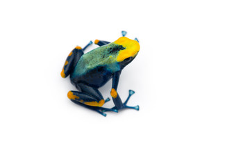 The Poison dart frog isolated on white background