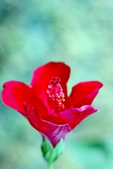 red tulip in the garden