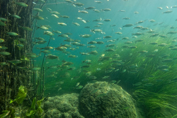 Fototapeta na wymiar Shoal of fish on Krka River