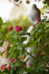 Purple Lantana camera linn, purple Lantana front stone statue in the garden