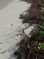 Plants growing on the sand