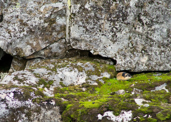 Lemming in the wild
