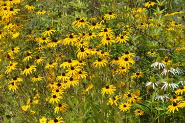 Gelber Sonnenhut - Rudbeckia - Echinacea 