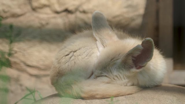 Sleeping fennec fox, or fennec. Vulpes Fennecus zerda.