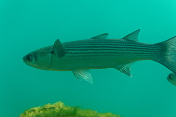 The thinlip mullet from Skradinski buk, Krka National Park