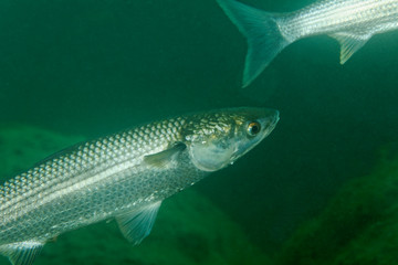 Fototapeta premium The thinlip mullet from Skradinski buk, Krka National Park