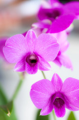 Fototapeta na wymiar Purple orchid flower with blur background, close up flower.