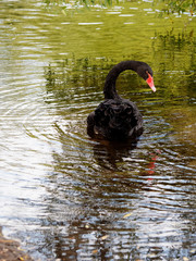 Naklejka premium Black swan.
