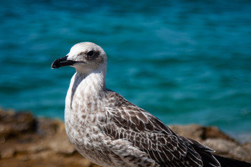 Seagull standing on the rock with blue sea on the background