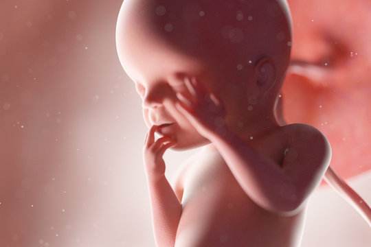3d rendered medically accurate illustration of a human fetus - week 23