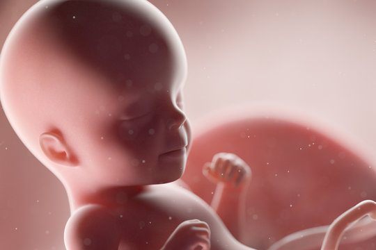3d rendered medically accurate illustration of a human fetus - week 26