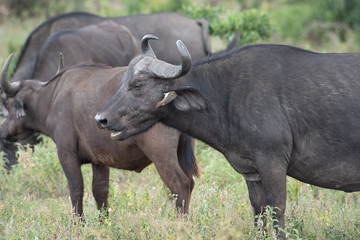 Obraz premium OxPecker Cleaning ears of Water buffalo