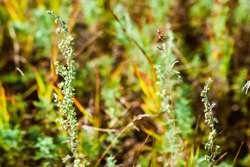 Green and yellow wild grass growing wild on the summer meadow.