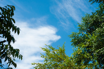 Blue sky with cloud and green leaf big tree in summer season,