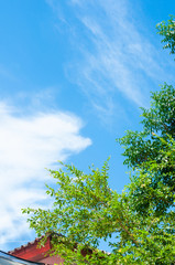 Blue sky with cloud and green leaf big tree in summer season,
