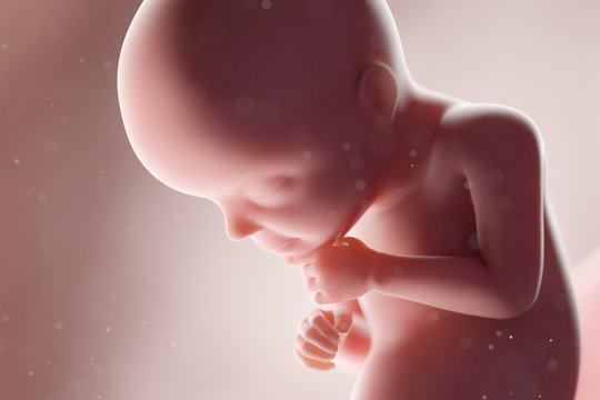 3d rendered medically accurate illustration of a human fetus - week 28
