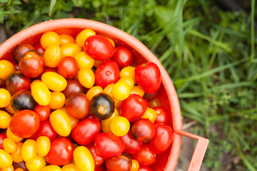 Sieve with cherry tomatoes against the background of green grass in an garden