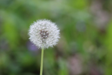 dandelion on green background